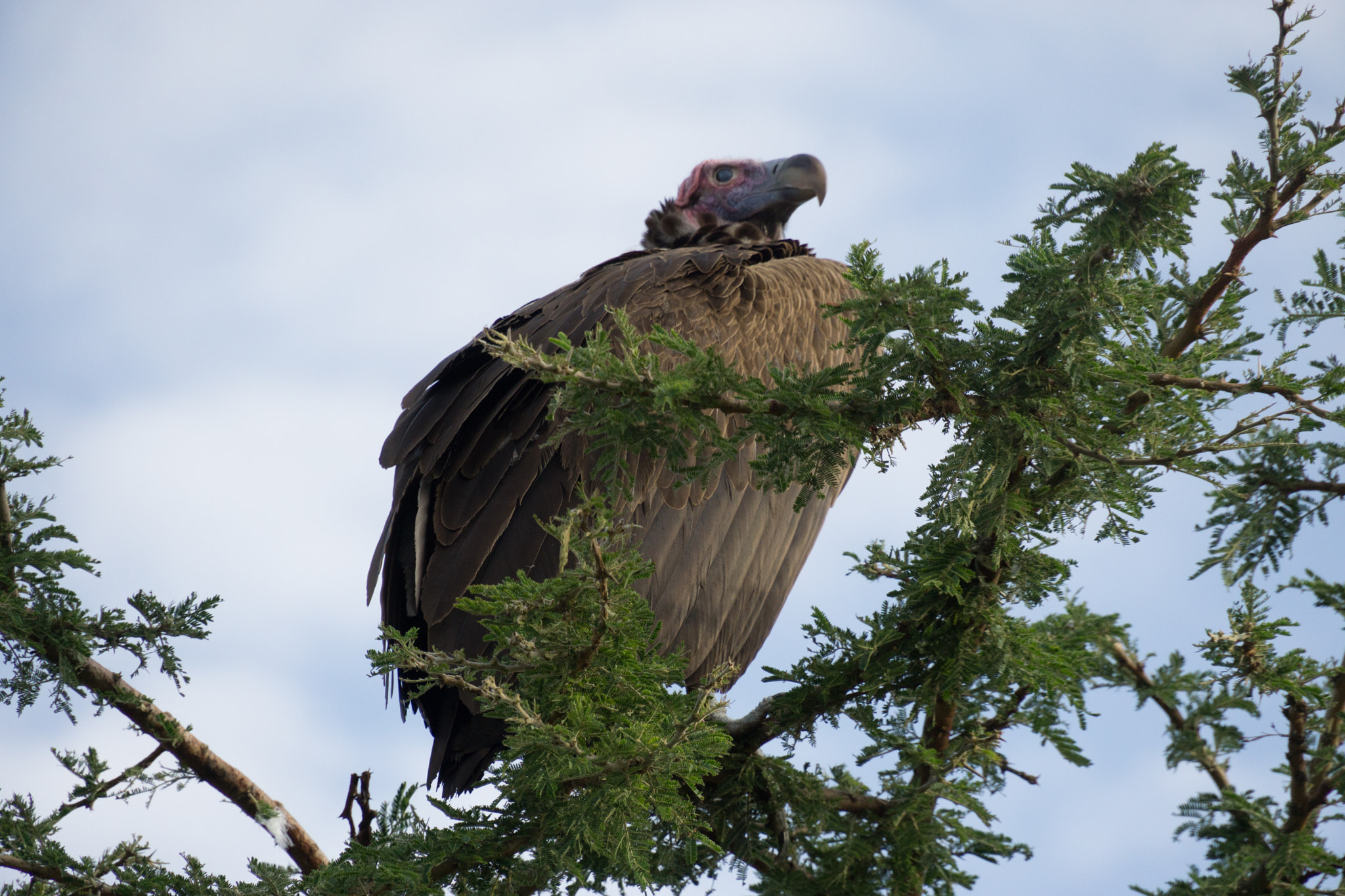 Sony E 18-200mm F3.5-6.3 OSS sample photo. Vulture at the mara photography