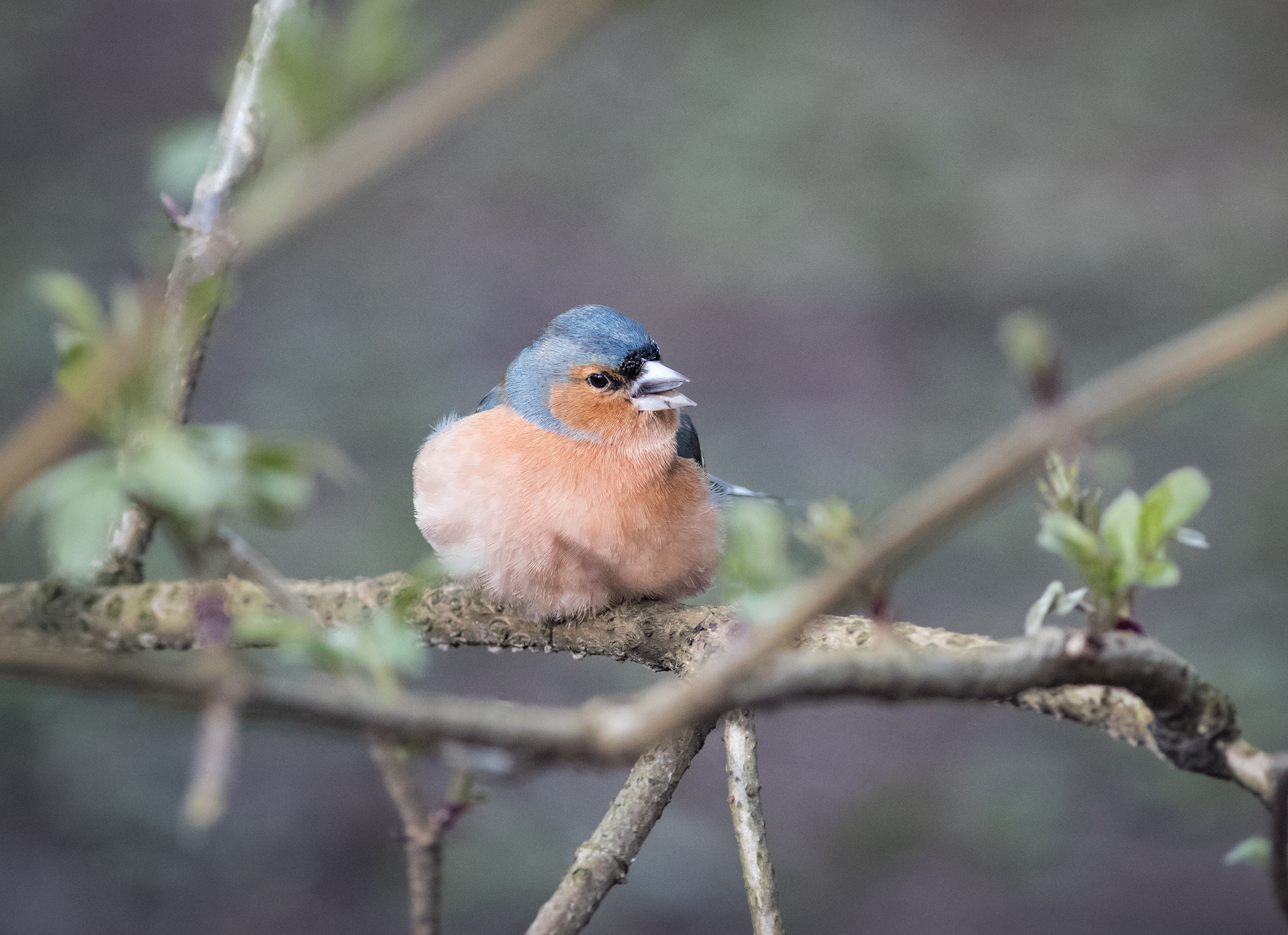 Canon EF 400mm F5.6L USM sample photo. Babe in the wood photography