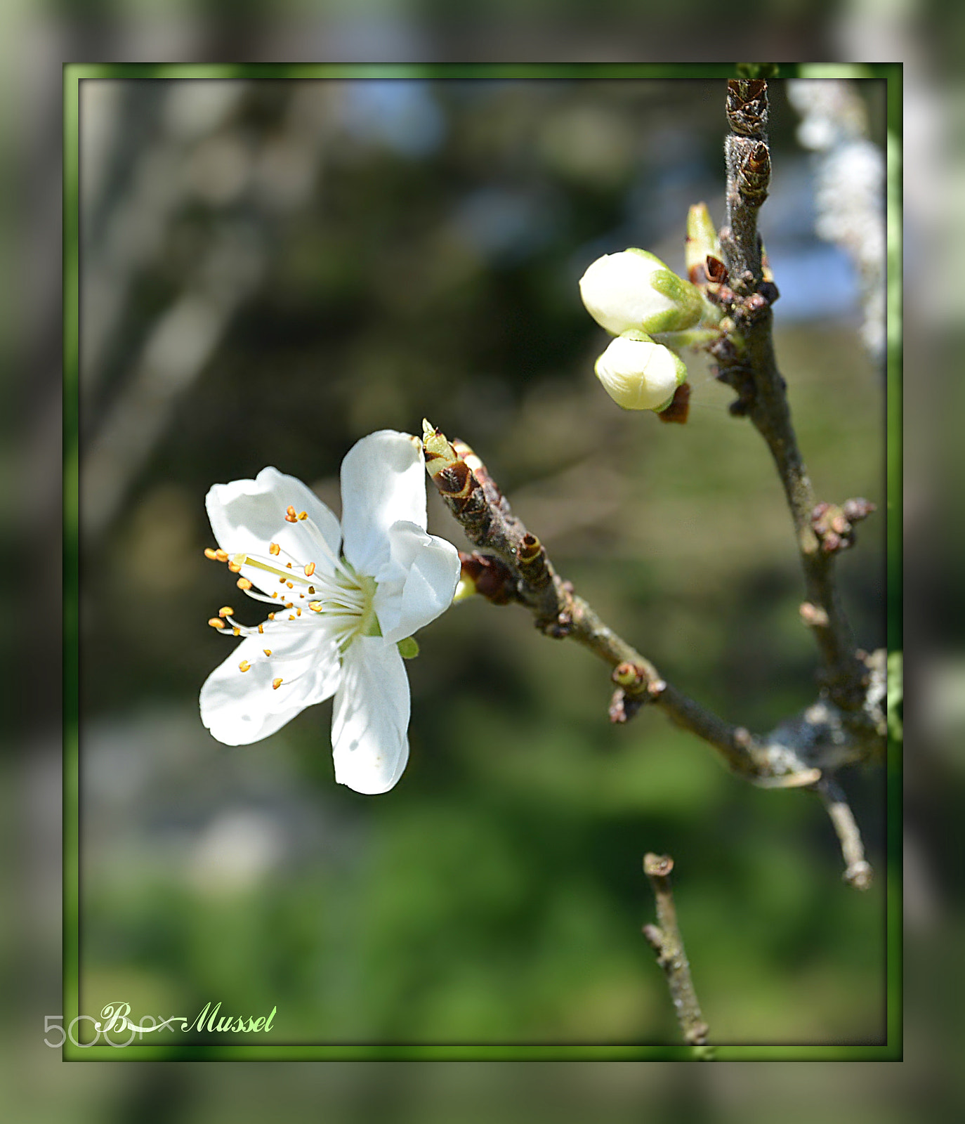 Nikon 1 AW1 sample photo. Plum blossom - plum tree photography