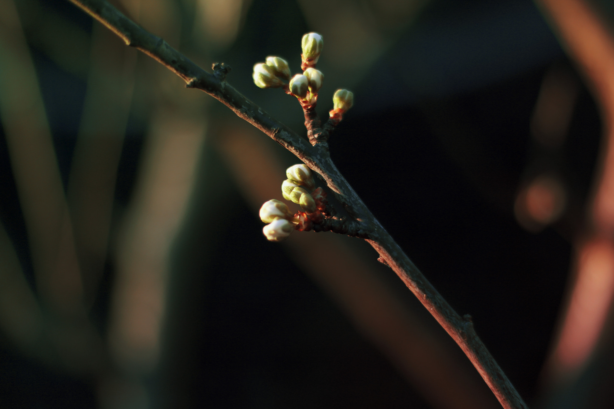 Canon EOS 70D + Canon EF 50mm F1.4 USM sample photo. Plum photography