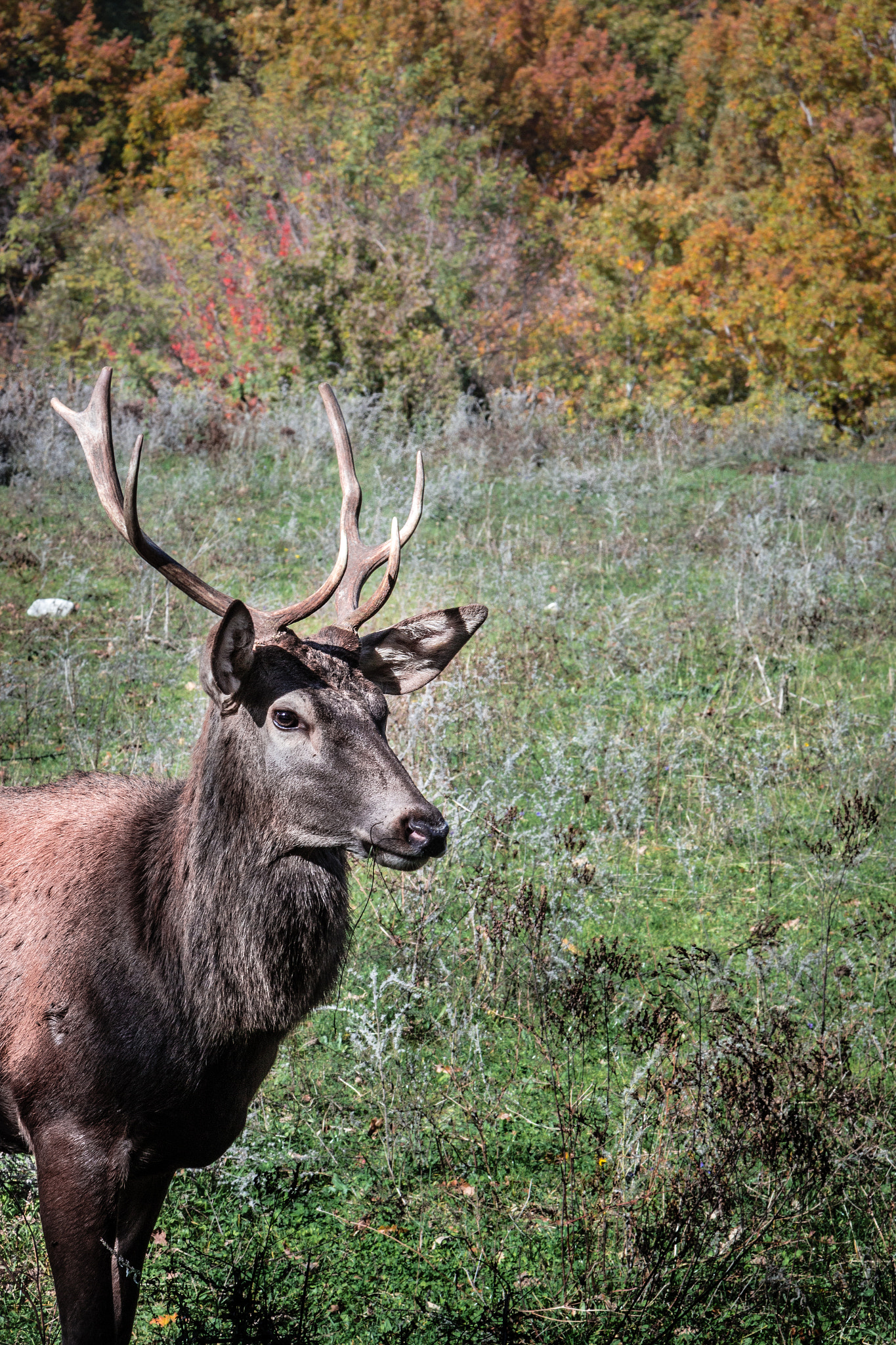 Canon EOS 600D (Rebel EOS T3i / EOS Kiss X5) + Canon EF 24-105mm F4L IS USM sample photo. Deer in the wild photography