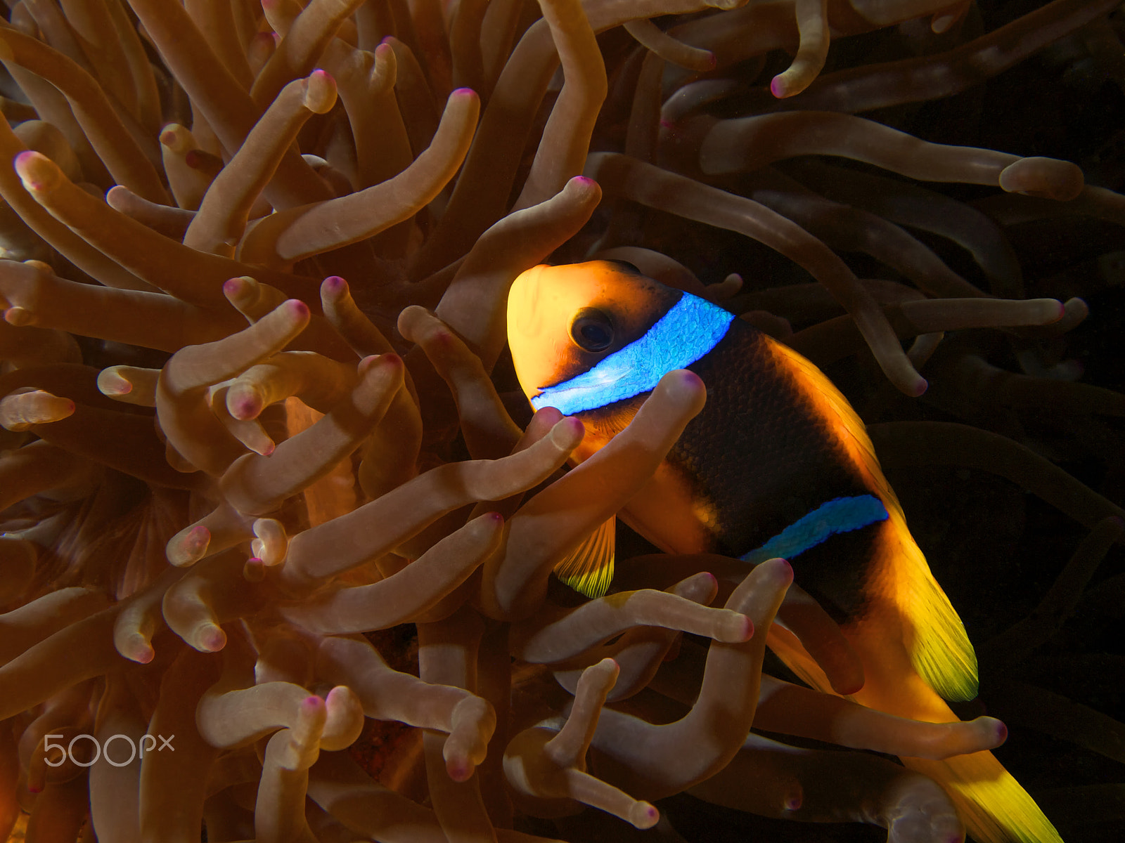 Olympus PEN E-PL1 sample photo. Red sea anemonefish photography