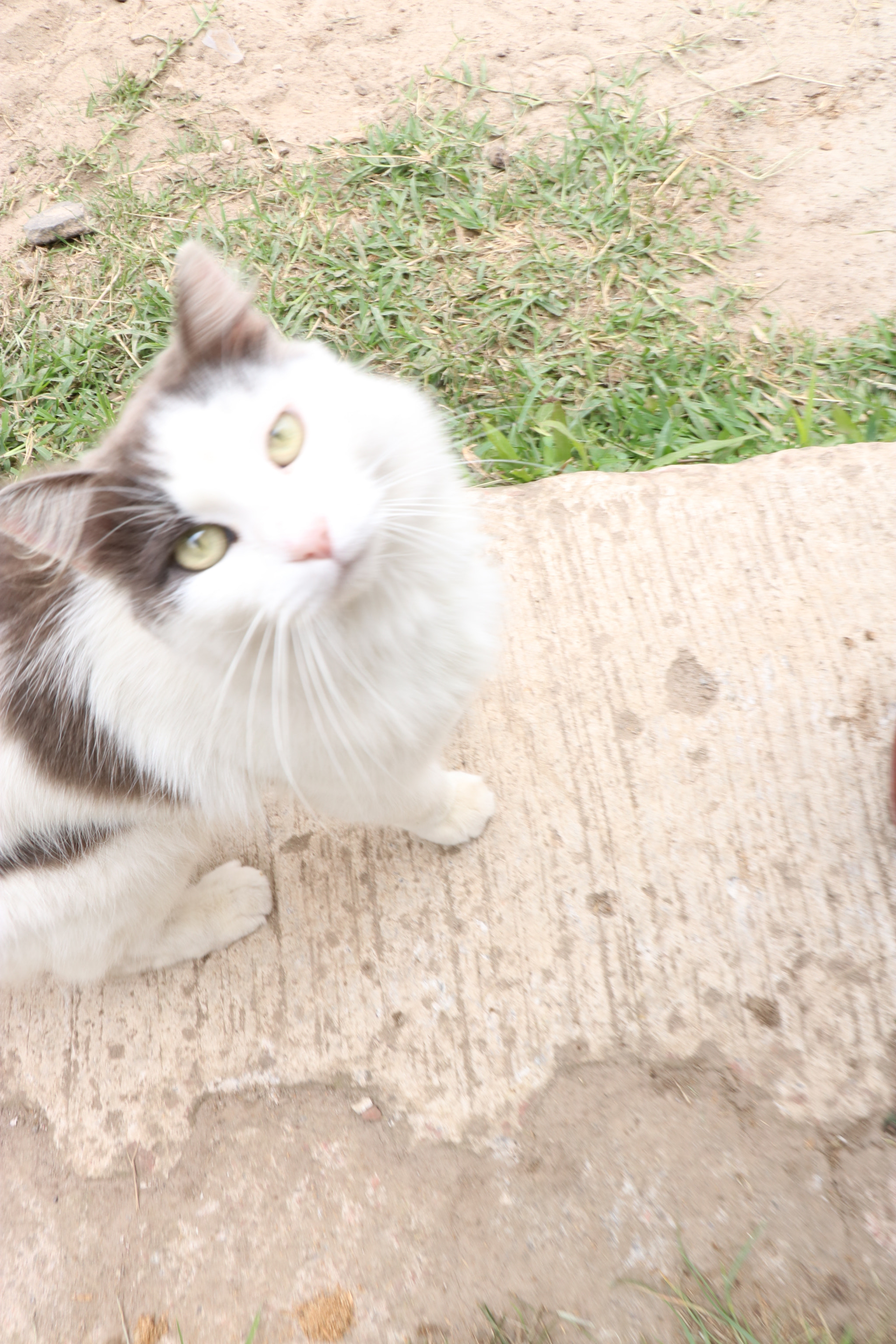 Canon EOS 750D (EOS Rebel T6i / EOS Kiss X8i) sample photo. Cariñosa photography