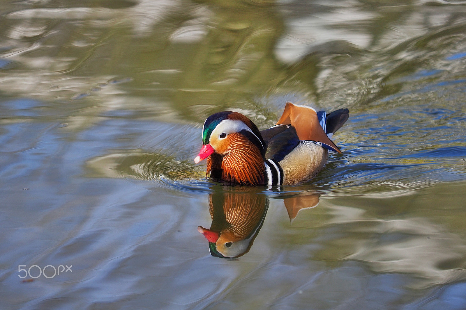 Olympus Zuiko Digital ED 50-200mm F2.8-3.5 SWD sample photo. On a pond in berlin - mandarin (tangerine) duck photography