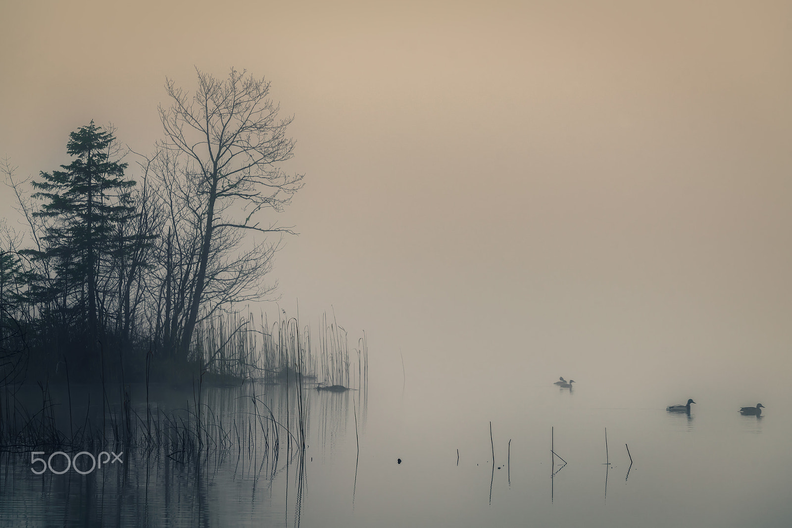 Sony FE 70-300mm F4.5-5.6 G OSS sample photo. Foggy lake with ducks photography