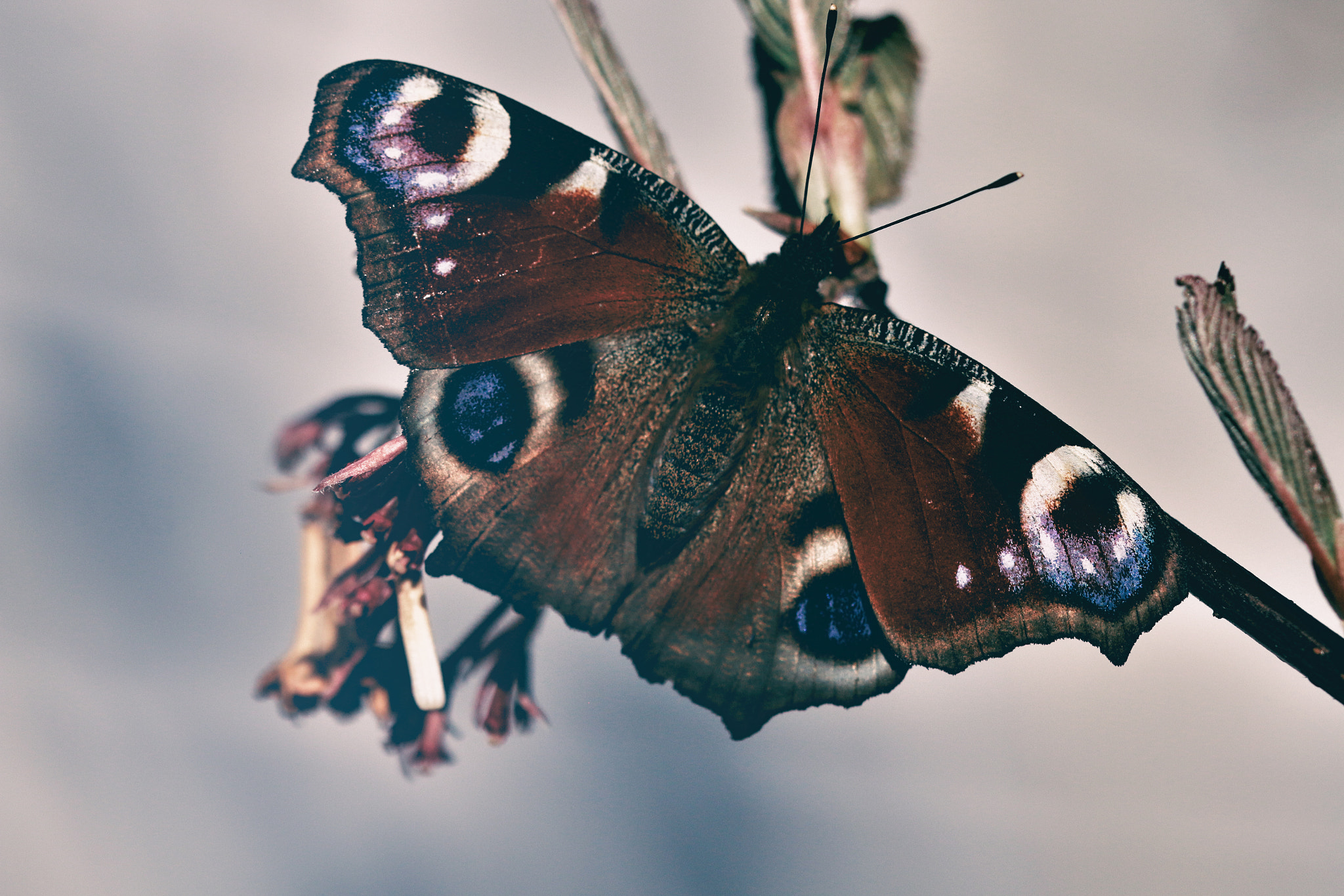 Canon EOS 70D + Canon EF 100mm F2.8 Macro USM sample photo. Butterfly on a tree photography