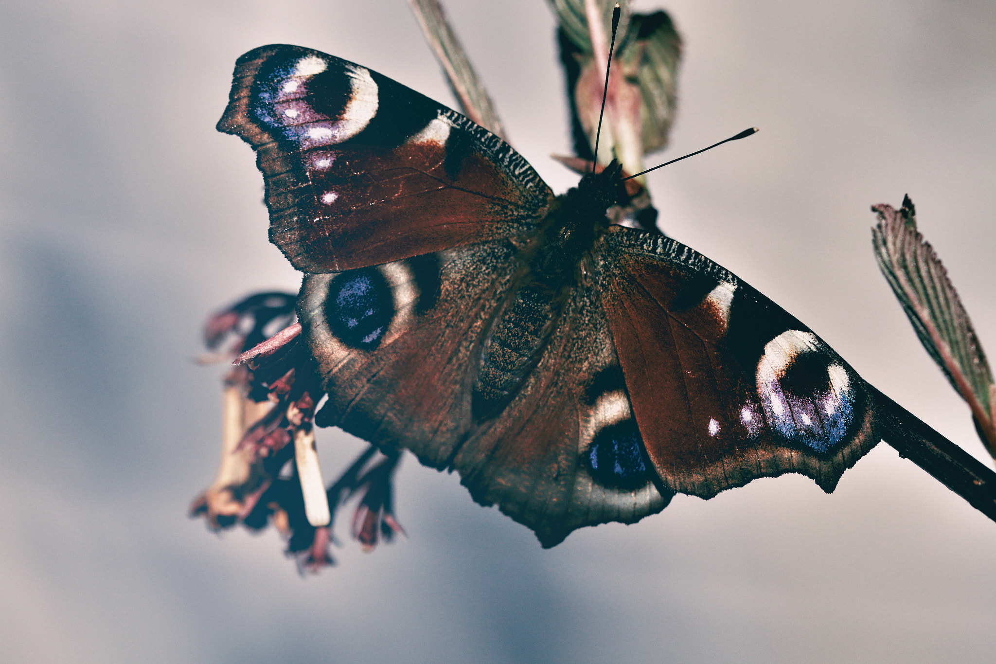 Canon EF 100mm F2.8 Macro USM sample photo. Butterfly on a tree photography