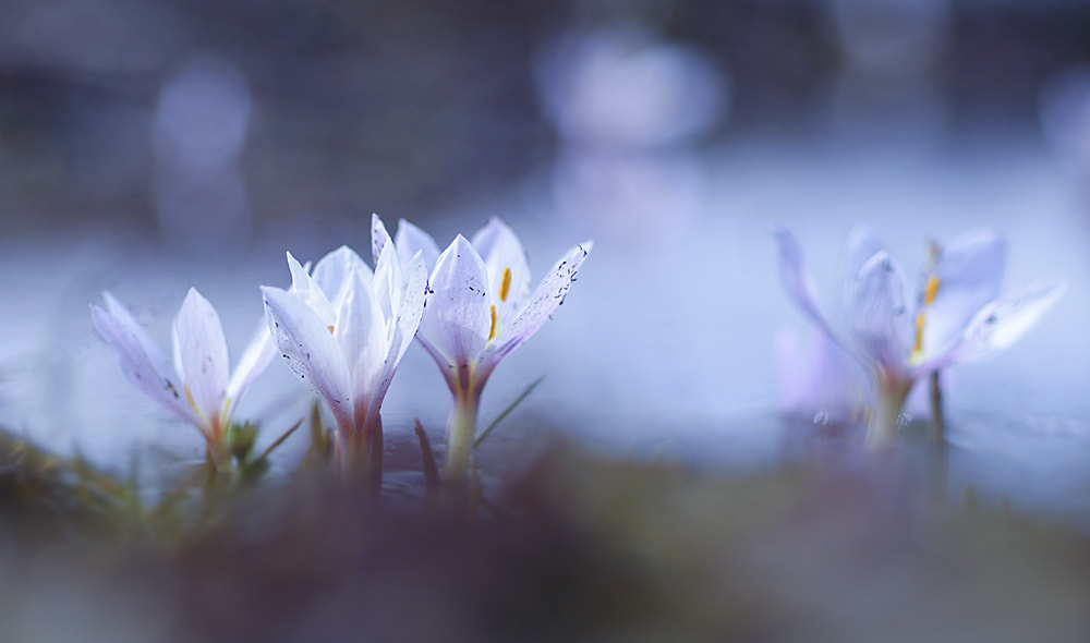 Nikon D7100 + Nikon AF Micro-Nikkor 60mm F2.8D sample photo. Flower çiçek photography