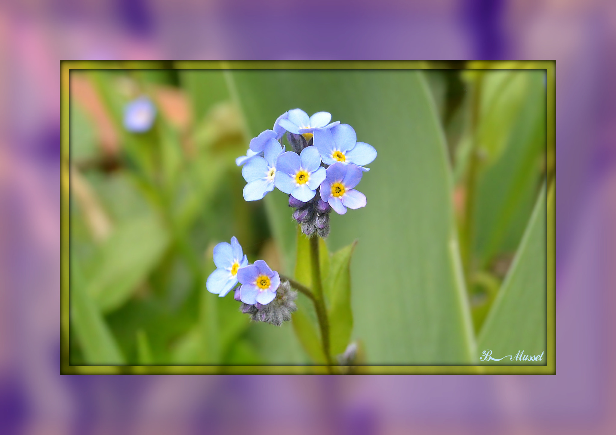 Nikon 1 AW1 sample photo. Myosotis photography