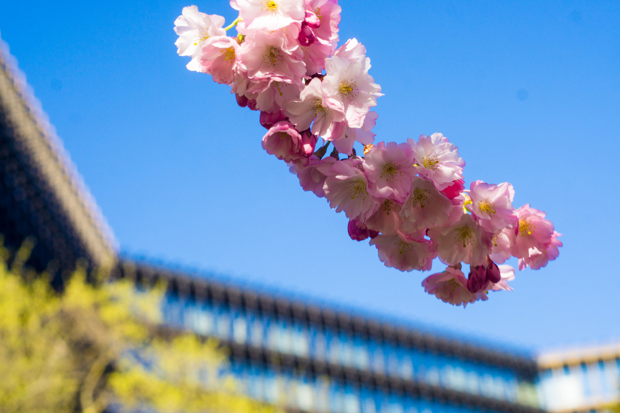 Sony a6000 sample photo. Europäisches patentamt im frühling photography