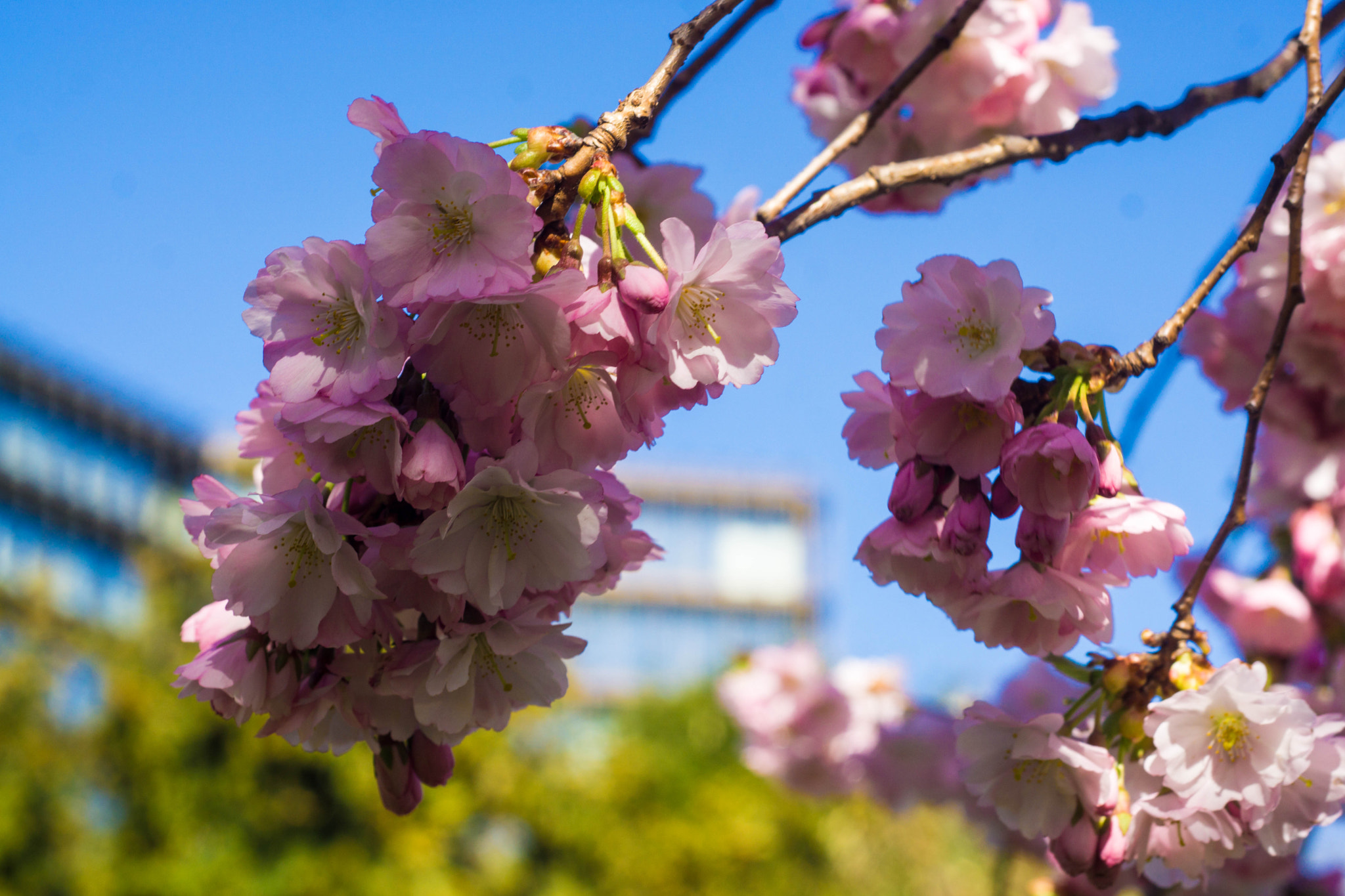 Sony a6000 sample photo. Europäisches patentamt im frühling photography