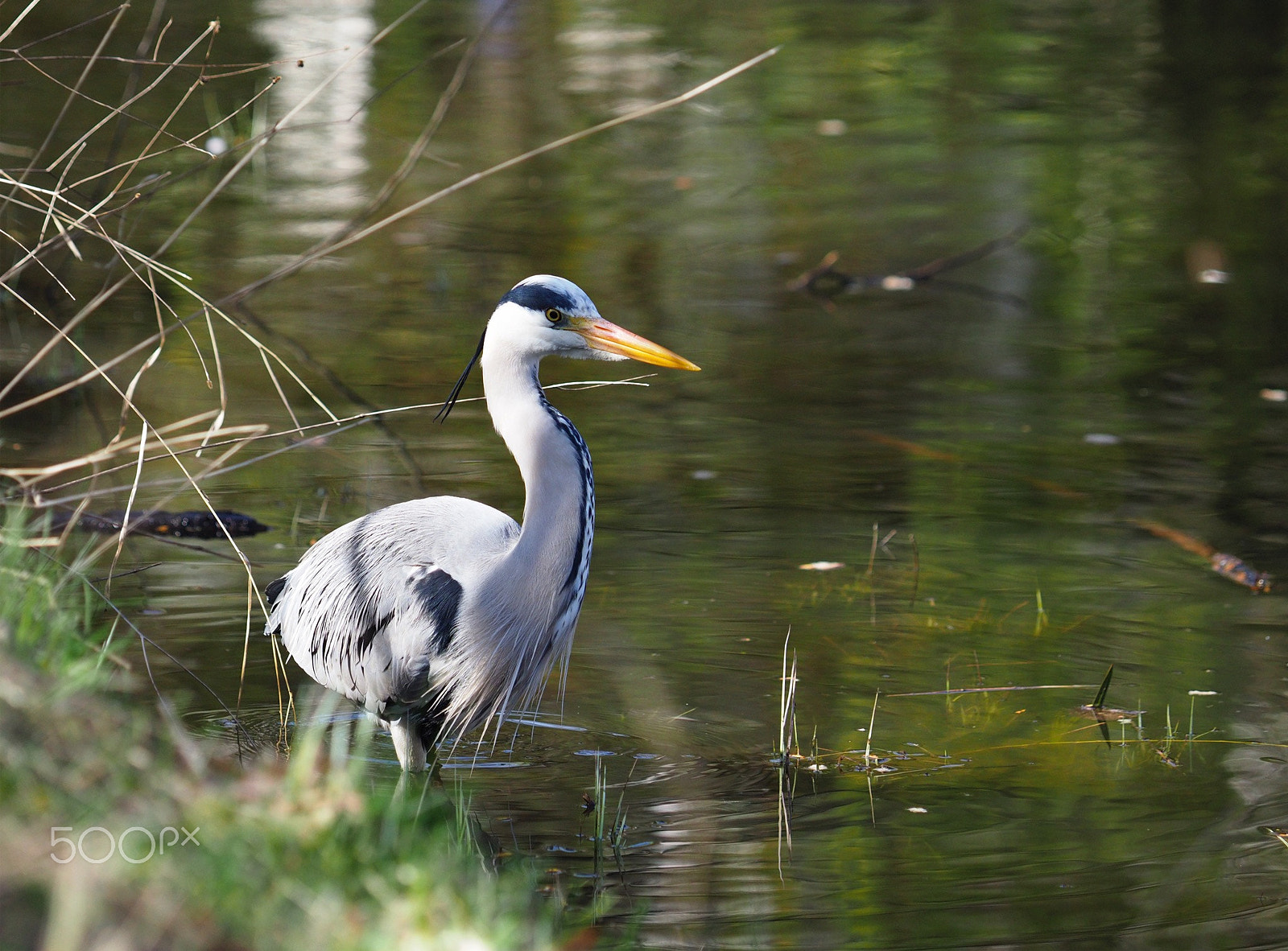 Olympus OM-D E-M1 Mark II sample photo. A grey heron photography