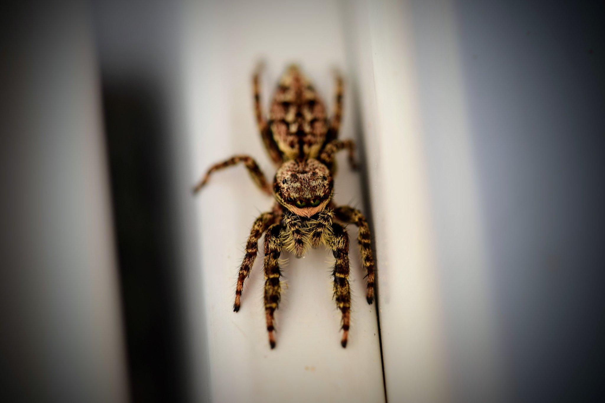 Nikon D3300 + Tamron SP AF 60mm F2 Di II LD IF Macro sample photo. Little spider photography