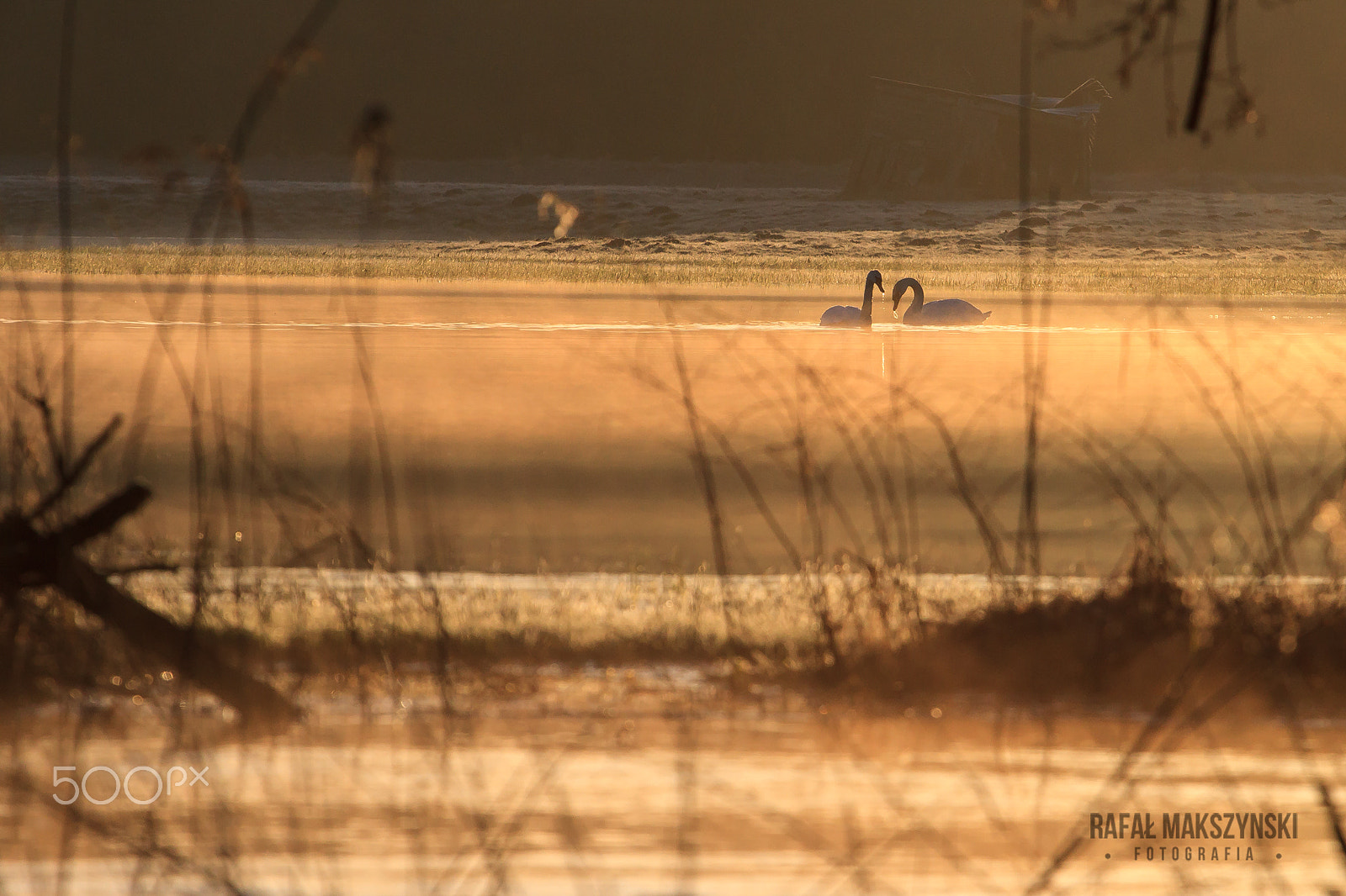 Canon EOS 7D + Canon EF 70-200mm F4L USM sample photo. Drwęca photography