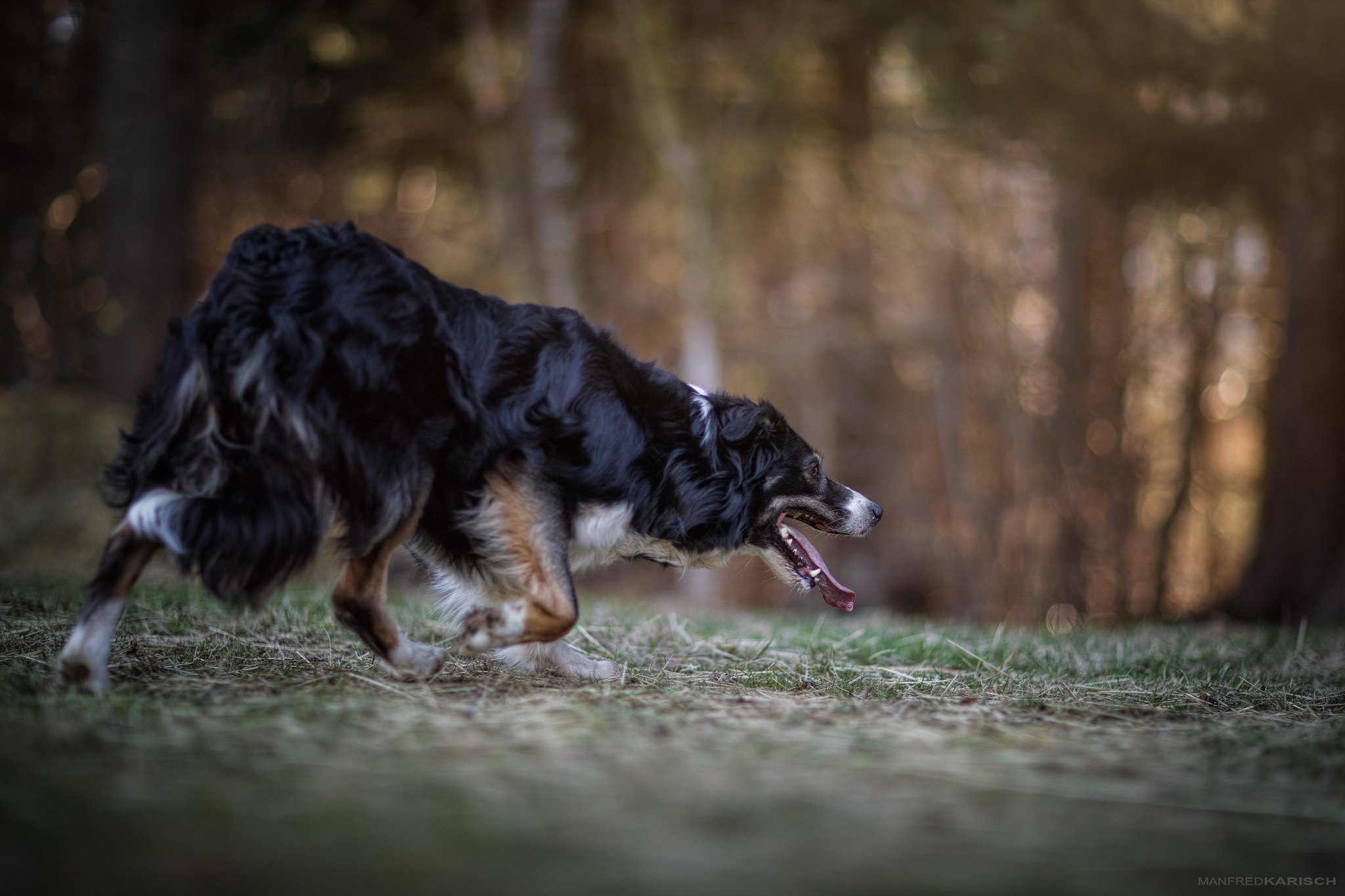 Canon EF 85mm F1.2L II USM sample photo. Working sheepdog amber photography