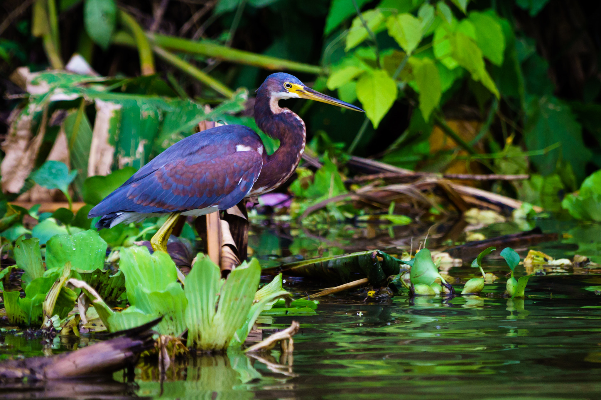 Sony a6000 + Sony FE 70-200mm F4 G OSS sample photo. Tortuguero canals, costa rica photography
