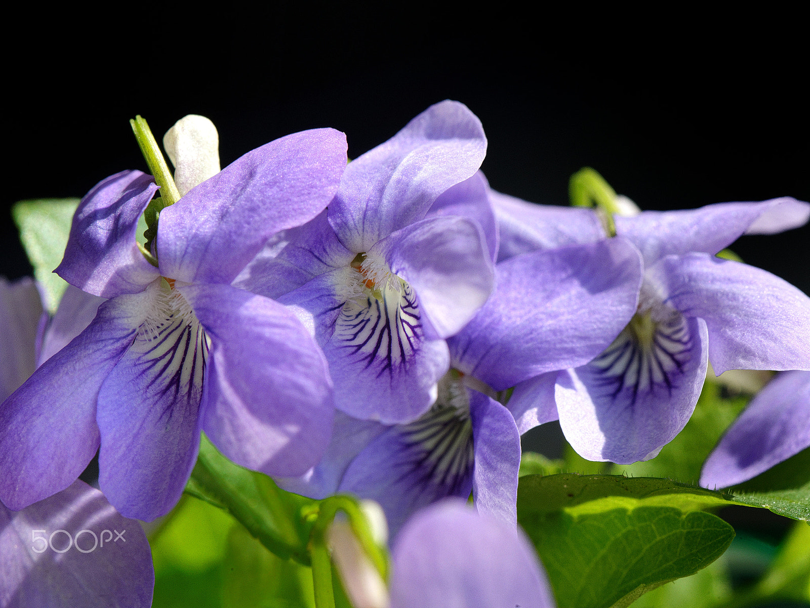 Nikon AF-S Micro-Nikkor 105mm F2.8G IF-ED VR sample photo. Where are you  ??? photography