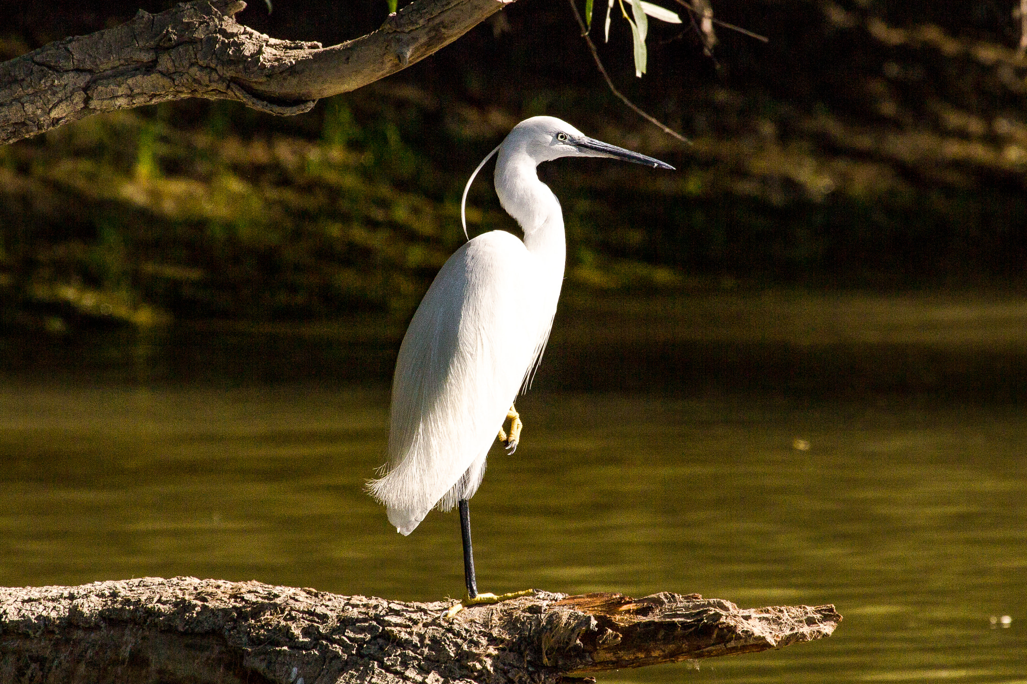 Canon EF 100-400mm F4.5-5.6L IS USM sample photo. Little egret photography