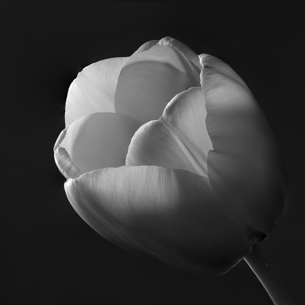 Sigma 150mm F2.8 EX DG OS Macro HSM sample photo. Tulipes en n&b photography