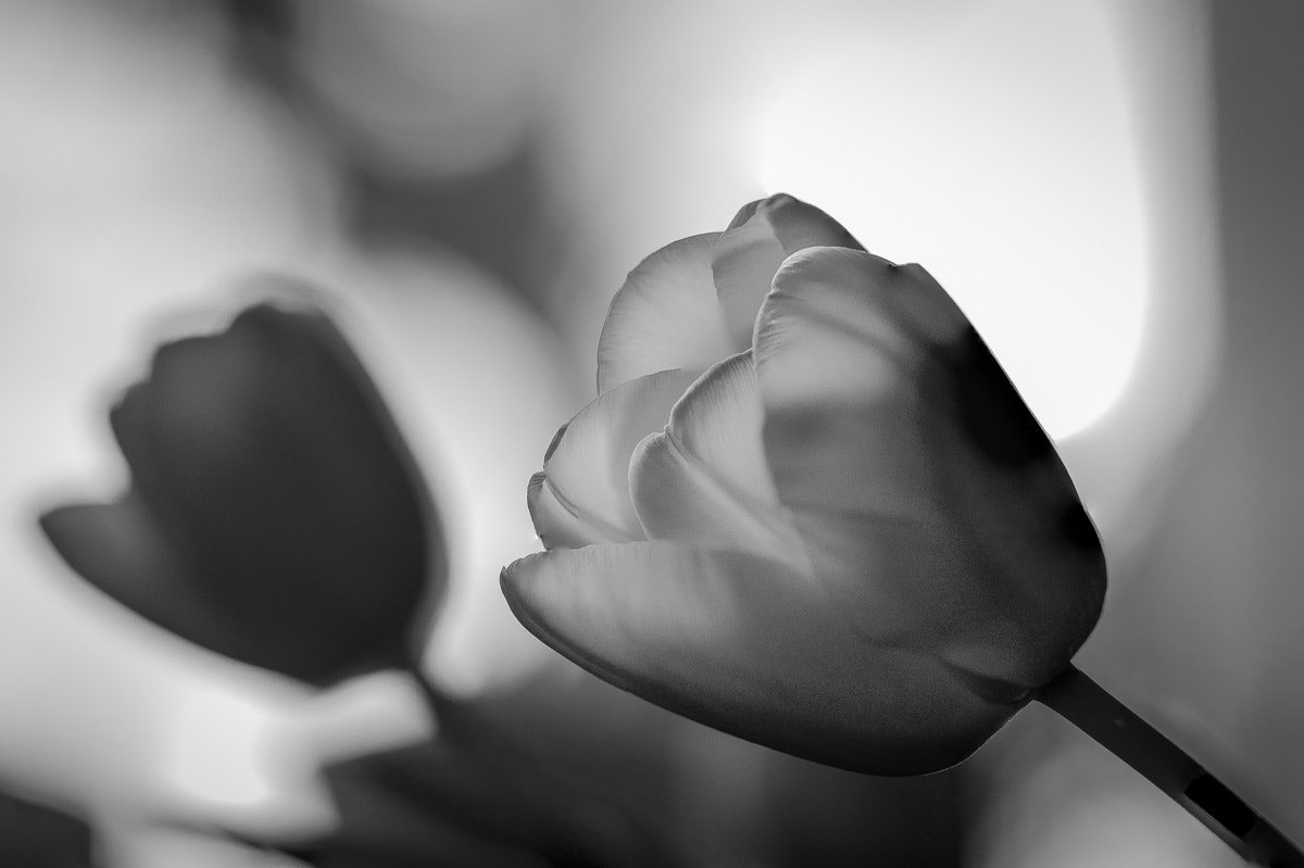 Sigma 150mm F2.8 EX DG OS Macro HSM sample photo. Tulipes en n&b photography