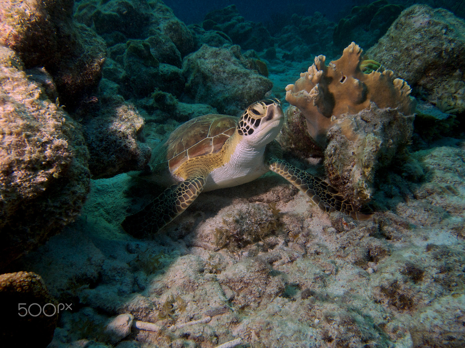 Olympus PEN E-PL1 sample photo. Baby green turtle photography