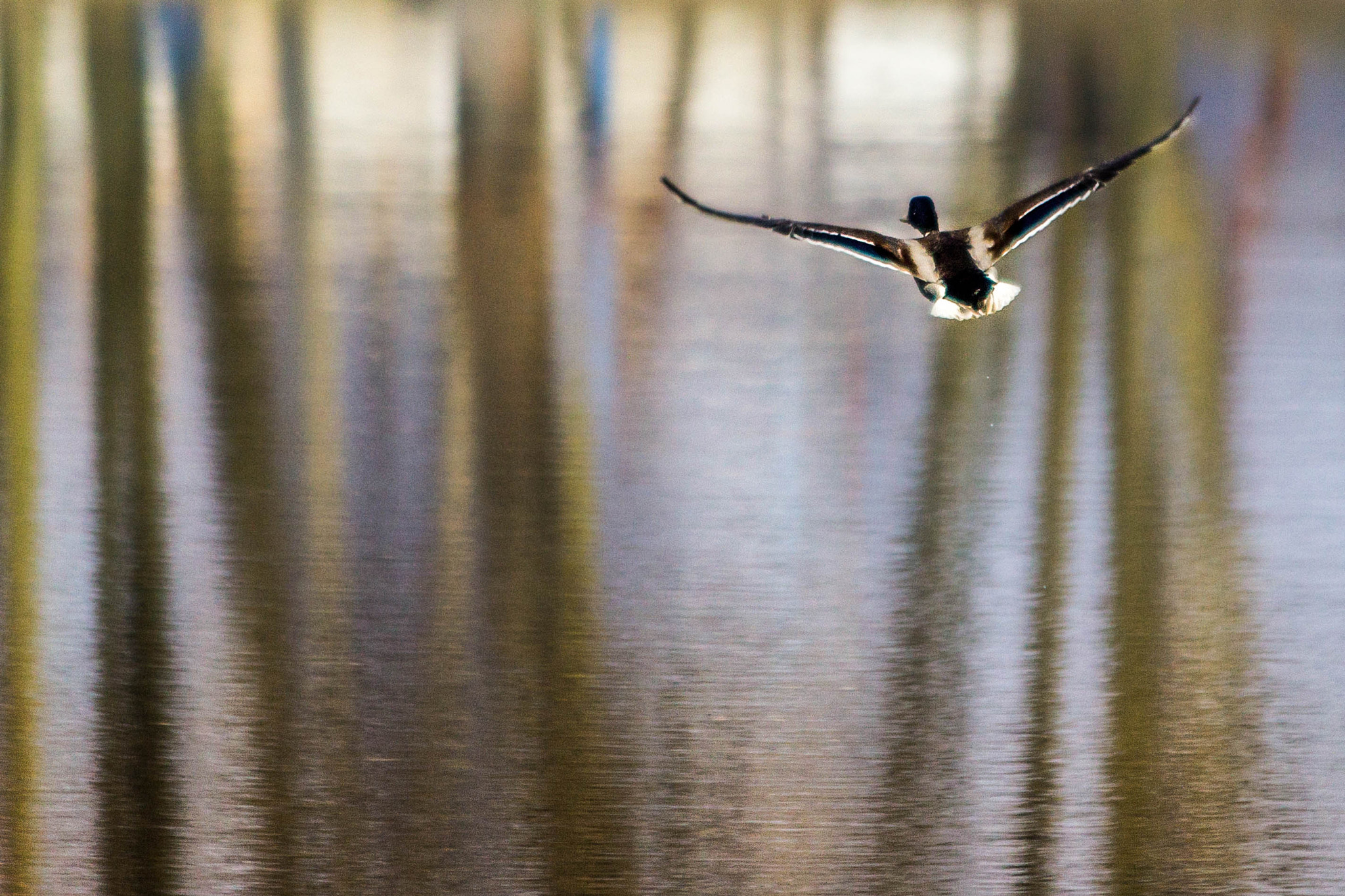 Canon EF 70-300mm F4-5.6 IS USM sample photo. Ducky photography