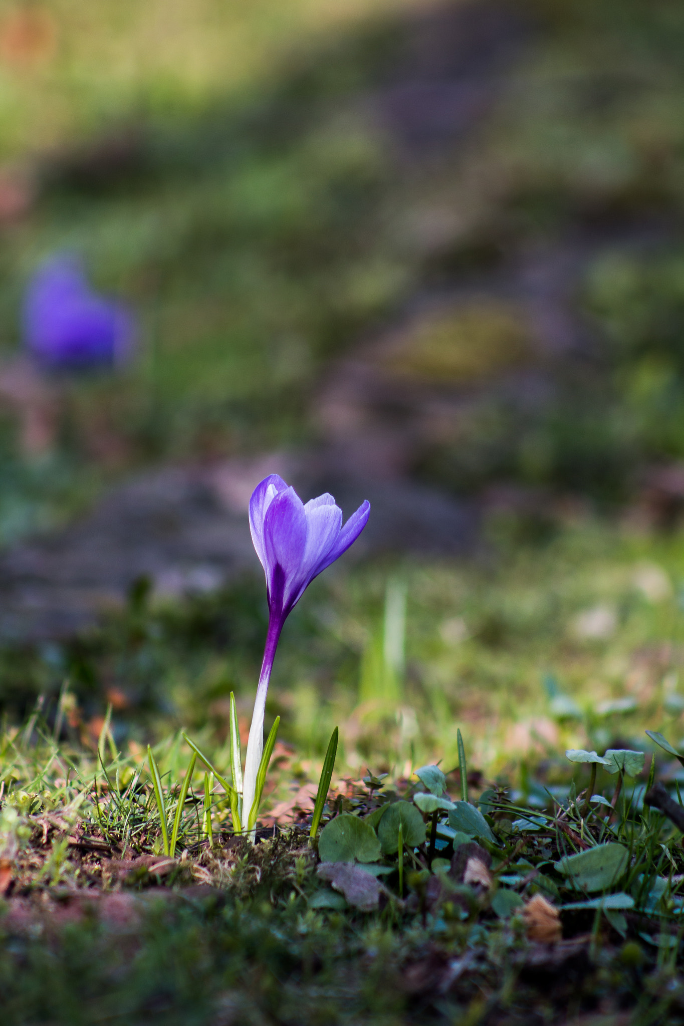 Canon EOS 70D + EF75-300mm f/4-5.6 sample photo. Crocus photography