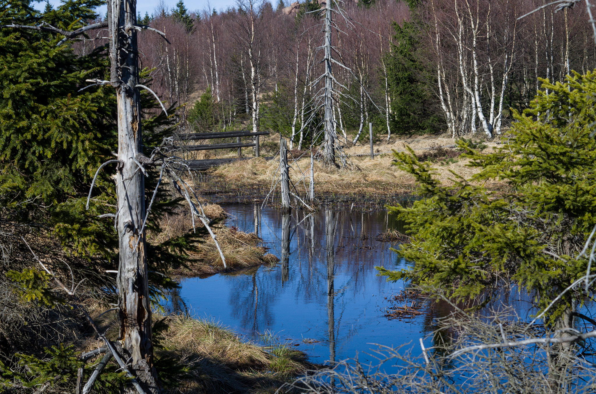 Pentax K-50 + Pentax smc DA 50mm F1.8 sample photo. Dead trees photography