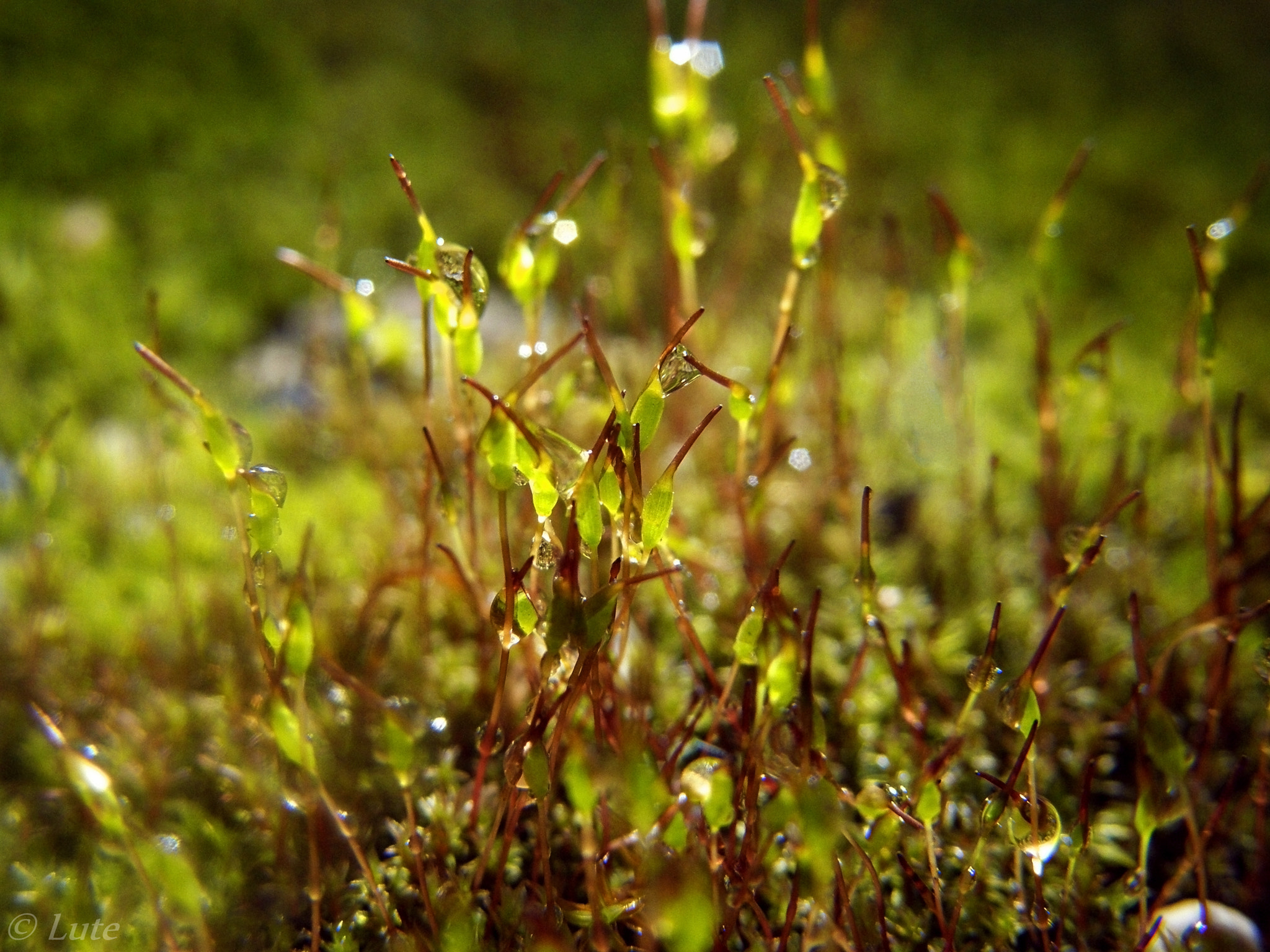 Olympus SP550UZ sample photo. Moss photography