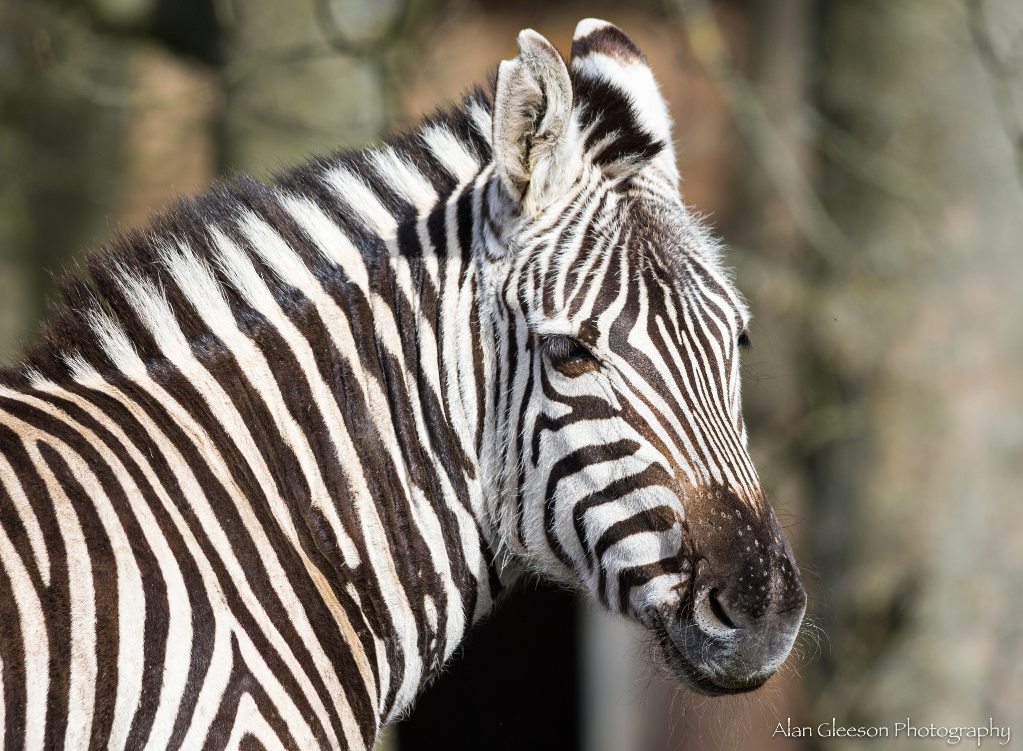 Canon EOS 7D Mark II + Sigma 150-500mm F5-6.3 DG OS HSM sample photo. Zebra photography