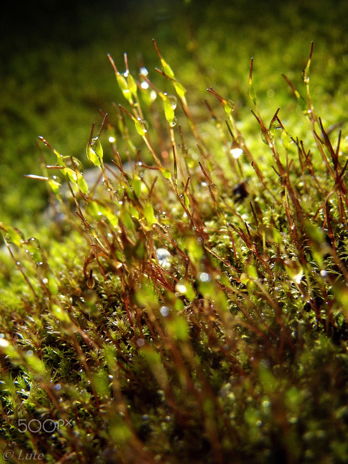 Olympus SP550UZ sample photo. Moss photography