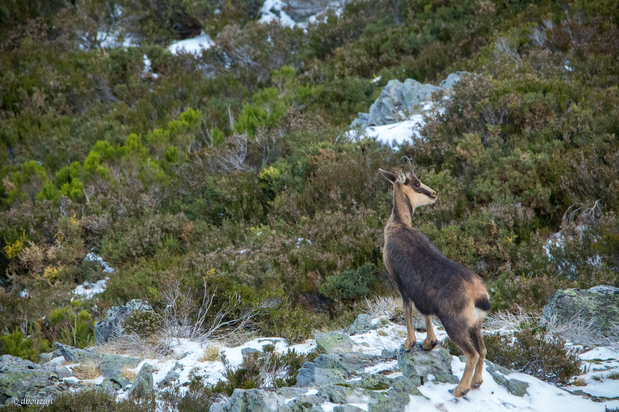 Tamron SP 150-600mm F5-6.3 Di VC USD sample photo. Chamois photography