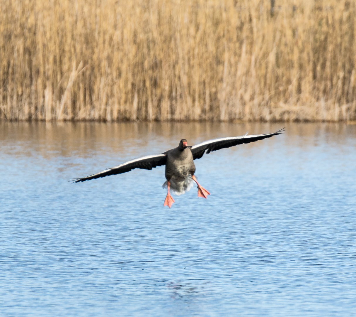 Tamron SP 150-600mm F5-6.3 Di VC USD sample photo. Anser anser landing.. photography