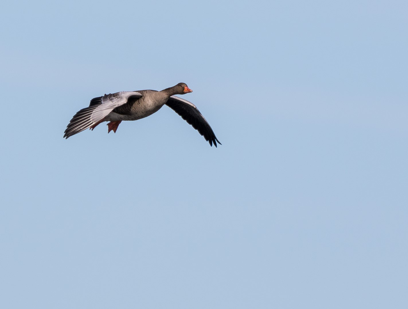 Tamron SP 150-600mm F5-6.3 Di VC USD sample photo. Anser anser flying photography