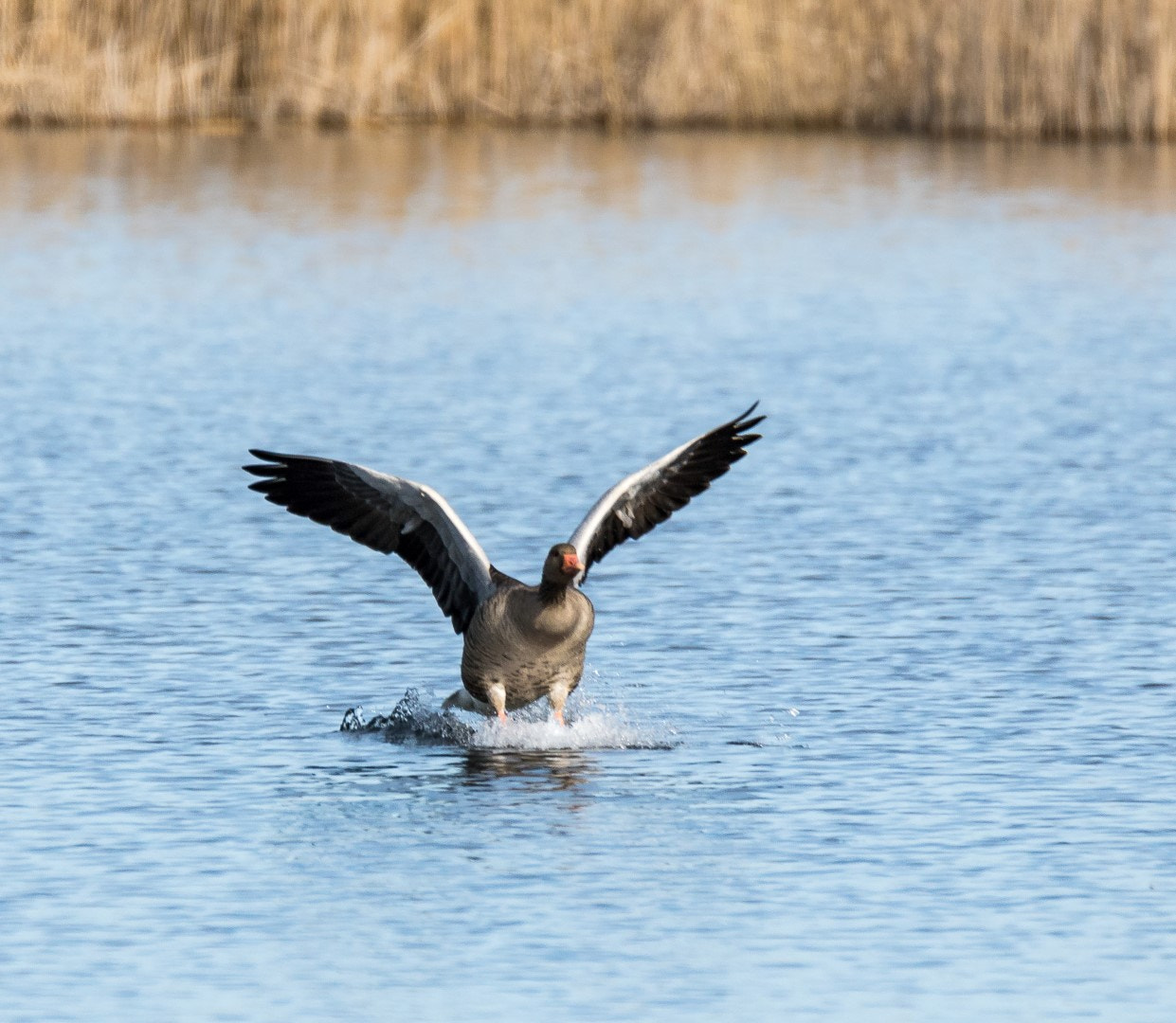 Tamron SP 150-600mm F5-6.3 Di VC USD sample photo. Anser anser touchdown photography
