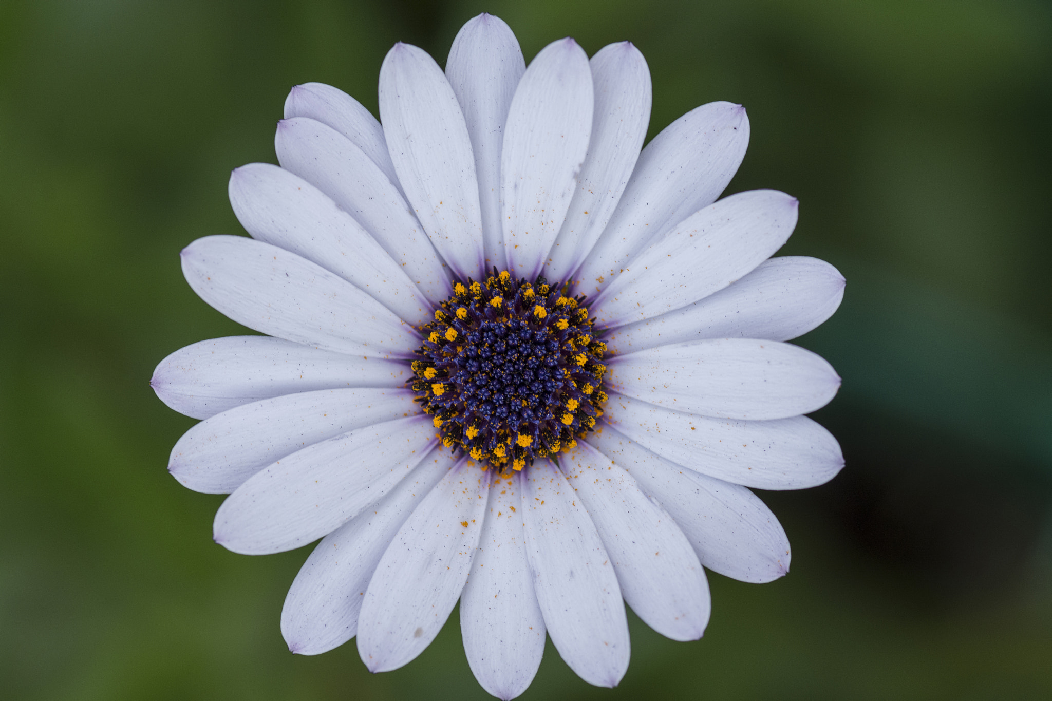 Nikon D7100 + Tokina AT-X Pro 100mm F2.8 Macro sample photo. Beautiful flower photography