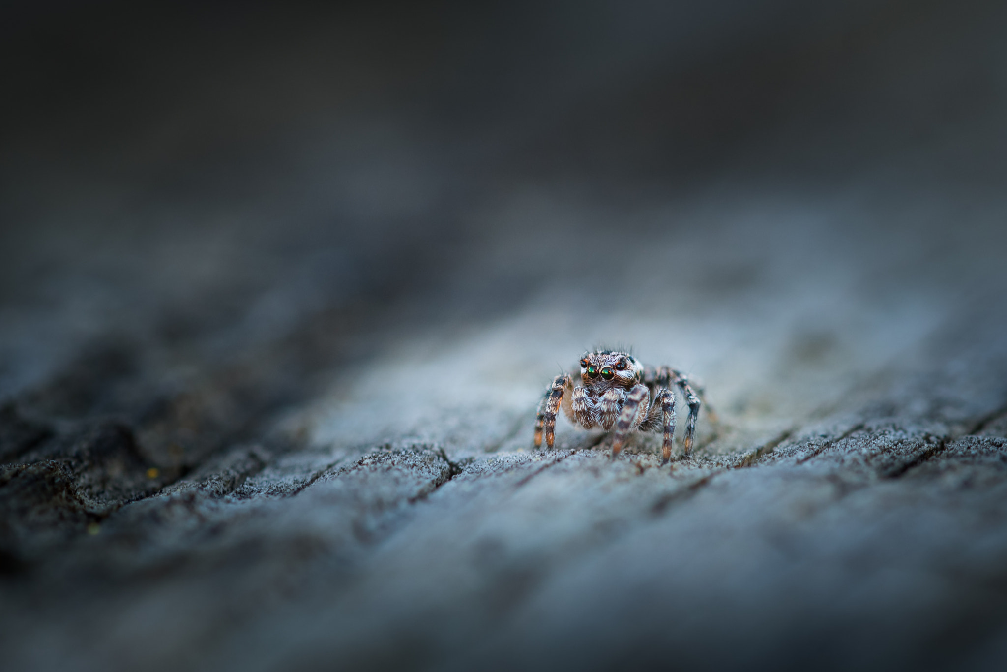 Sigma 105mm F2.8 EX DG OS HSM sample photo. Salticidae spider photography
