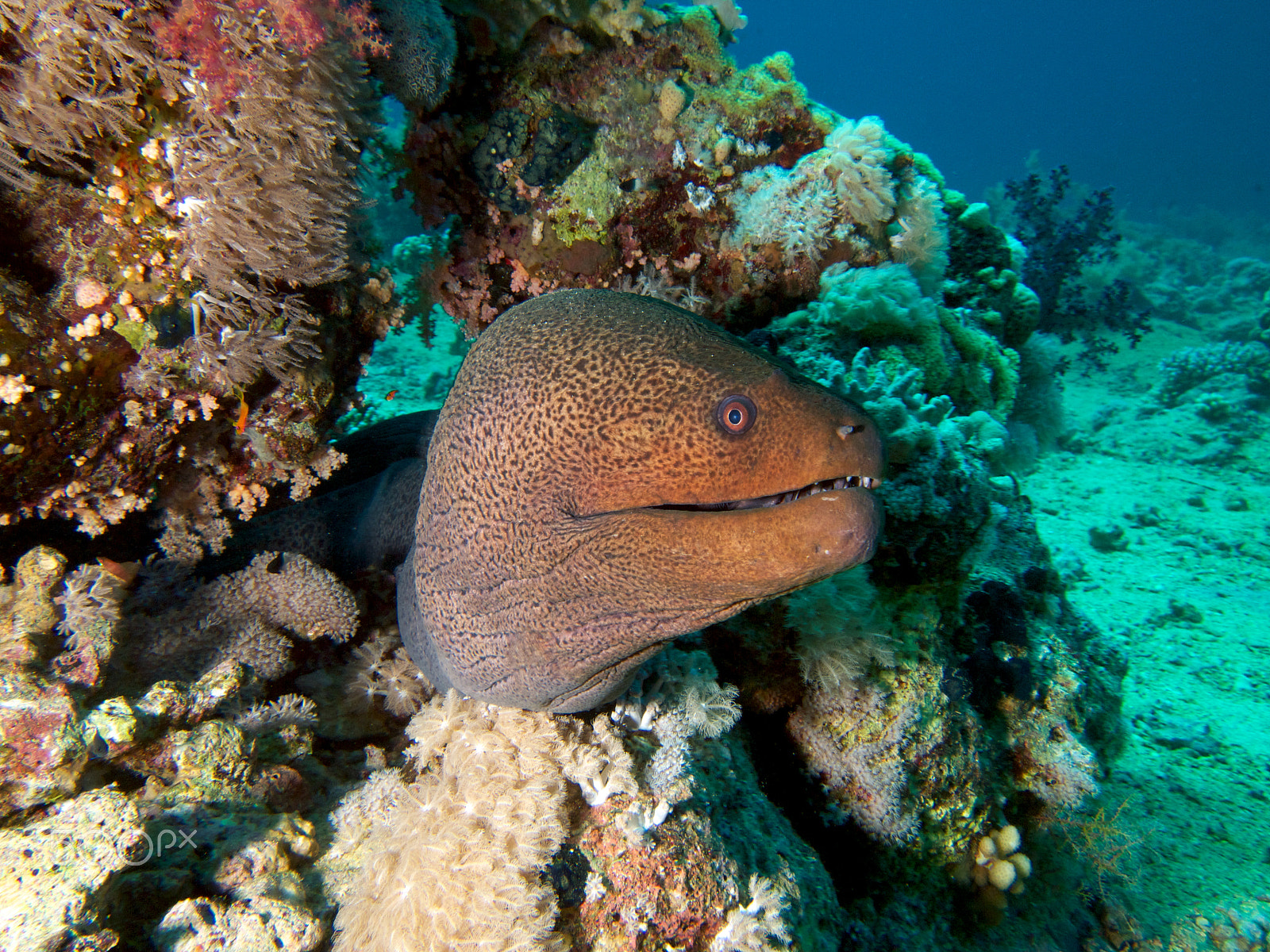 Olympus PEN E-PL1 sample photo. Giant moray photography