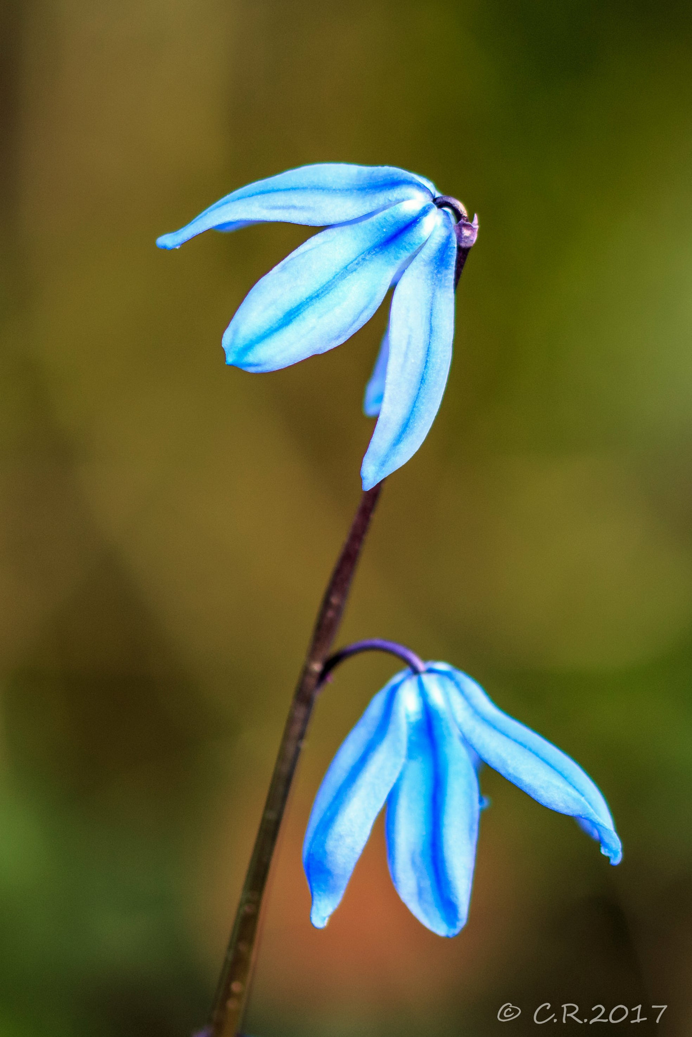 Sigma 105mm F2.8 EX DG OS HSM sample photo. Blaustern  photography
