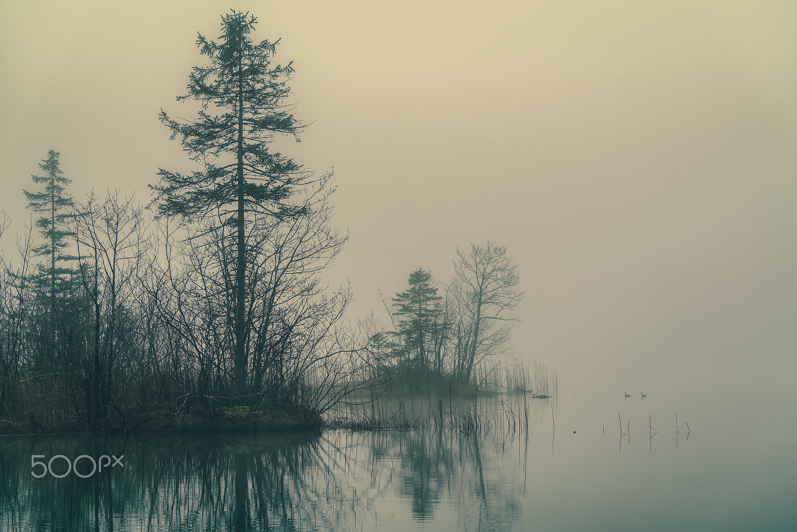 Sony a7R II + Sony FE 70-300mm F4.5-5.6 G OSS sample photo. Trees in the mist at the lake photography