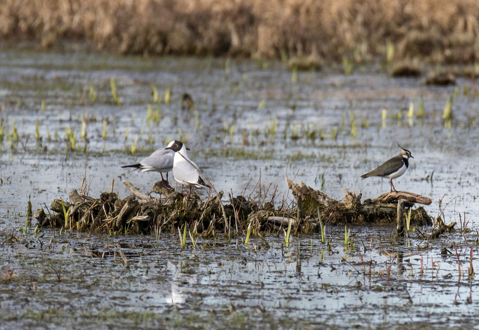 Canon EOS 7D Mark II sample photo. Black-headed gulls and a lapwing photography
