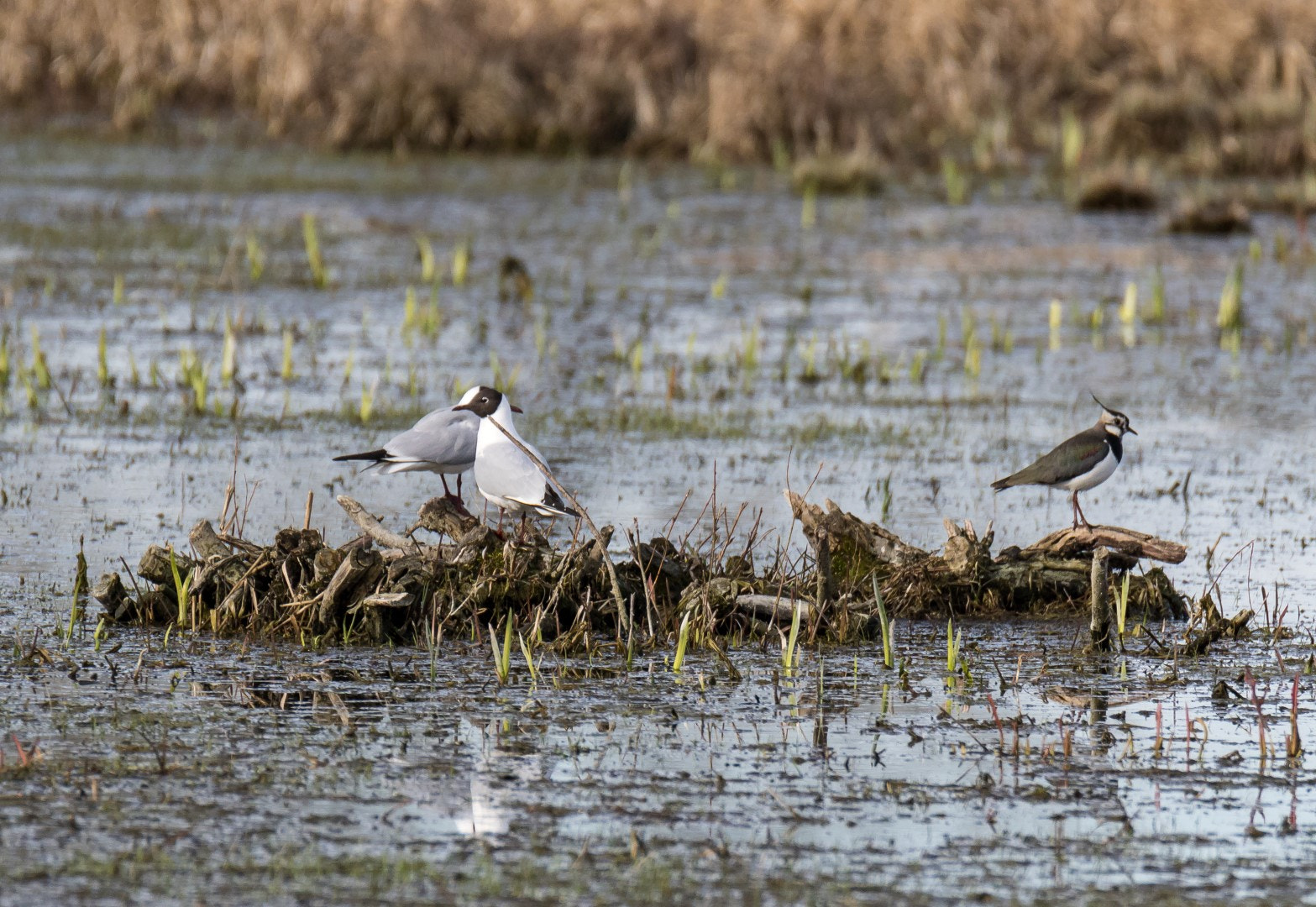 Tamron SP 150-600mm F5-6.3 Di VC USD sample photo. Black-headed gulls and a lapwing photography