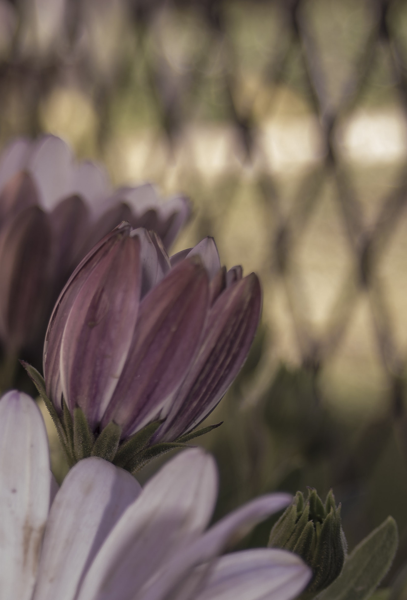 Pentax K-5 sample photo. Bouquet photography