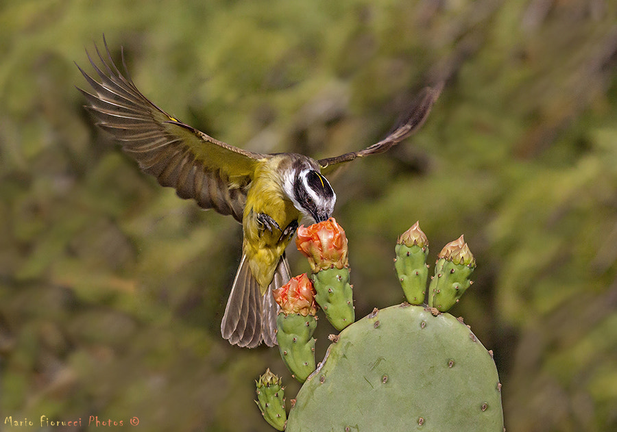 Canon EOS 40D + Canon EF 100-400mm F4.5-5.6L IS USM sample photo. Catch photography