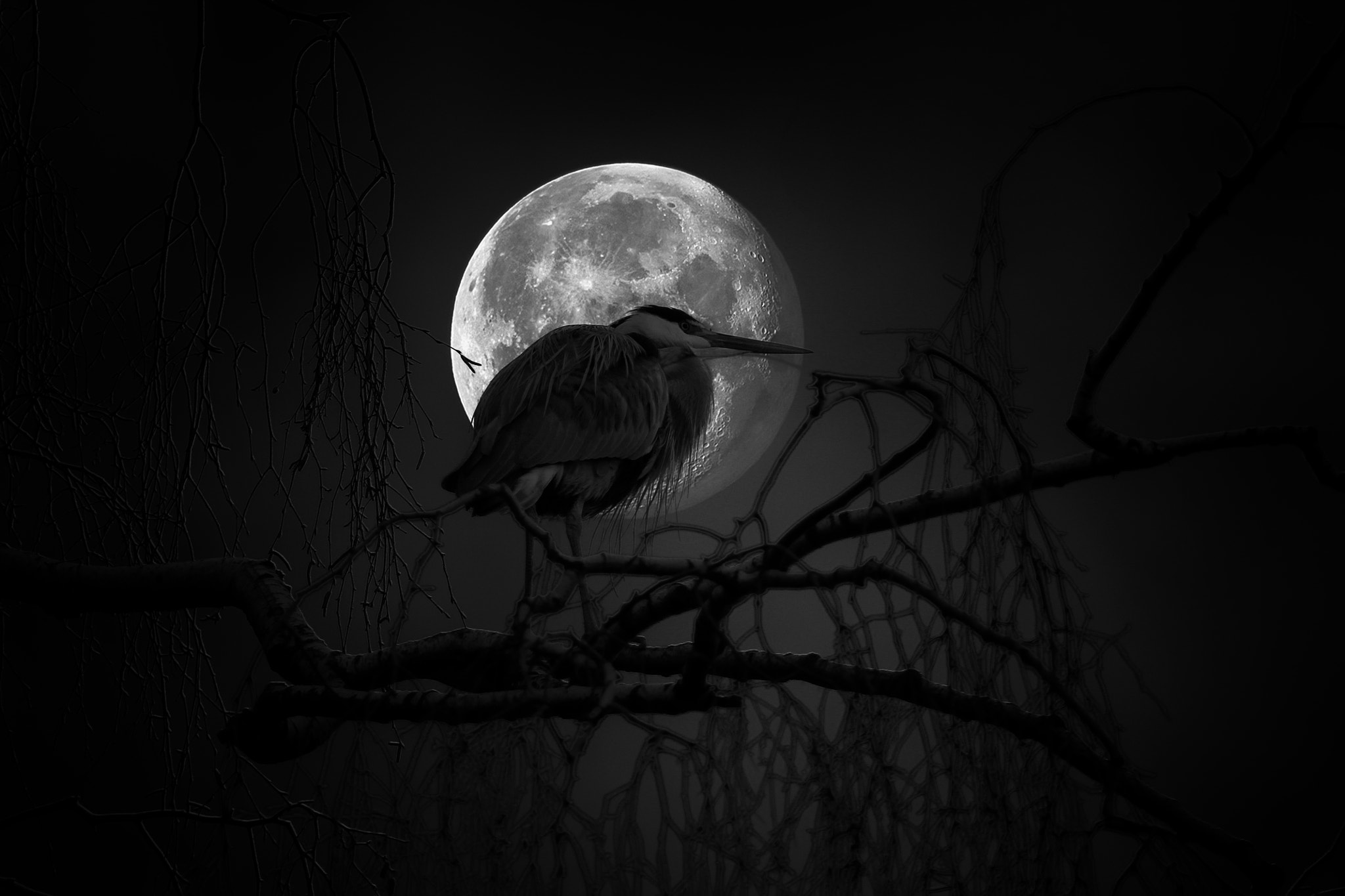 Canon EOS 1100D (EOS Rebel T3 / EOS Kiss X50) + EF75-300mm f/4-5.6 sample photo. Grayheron in moonlight photography