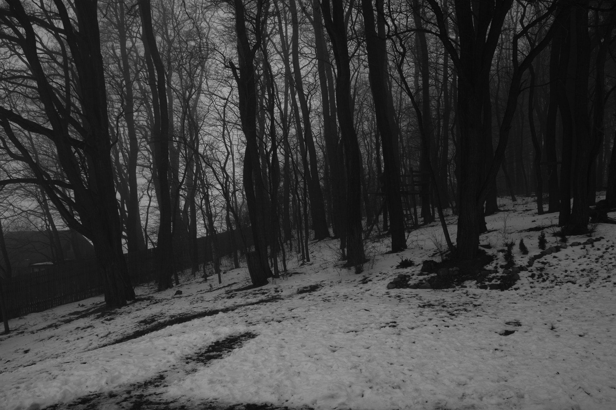 Sony Alpha DSLR-A390 sample photo. Woods in snow photography