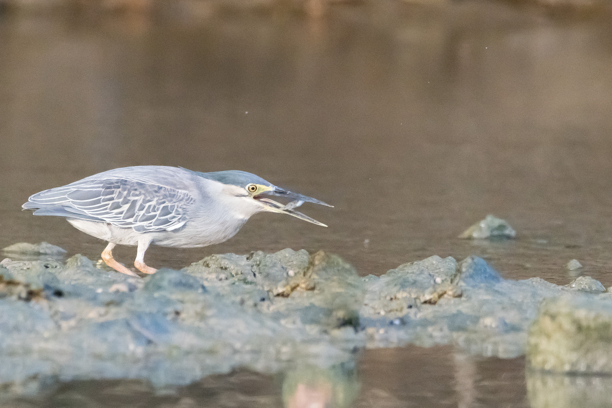Sigma 150-600mm F5-6.3 DG OS HSM | C sample photo. Fishing photography