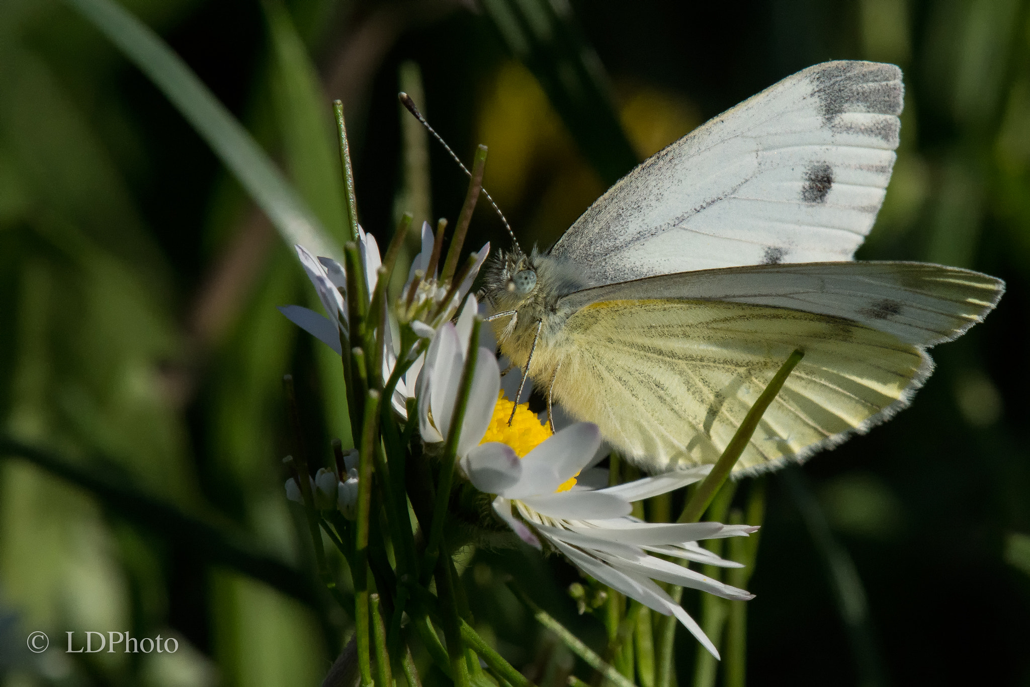 Nikon D7200 + Sigma APO Tele Macro 400mm F5.6 sample photo. Butterfly - pieris rapae photography