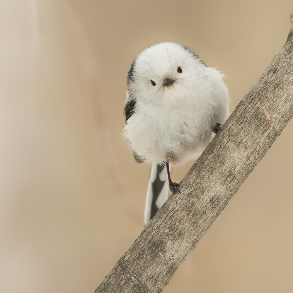 Canon EF 300mm F4L IS USM sample photo. Ополовник photography