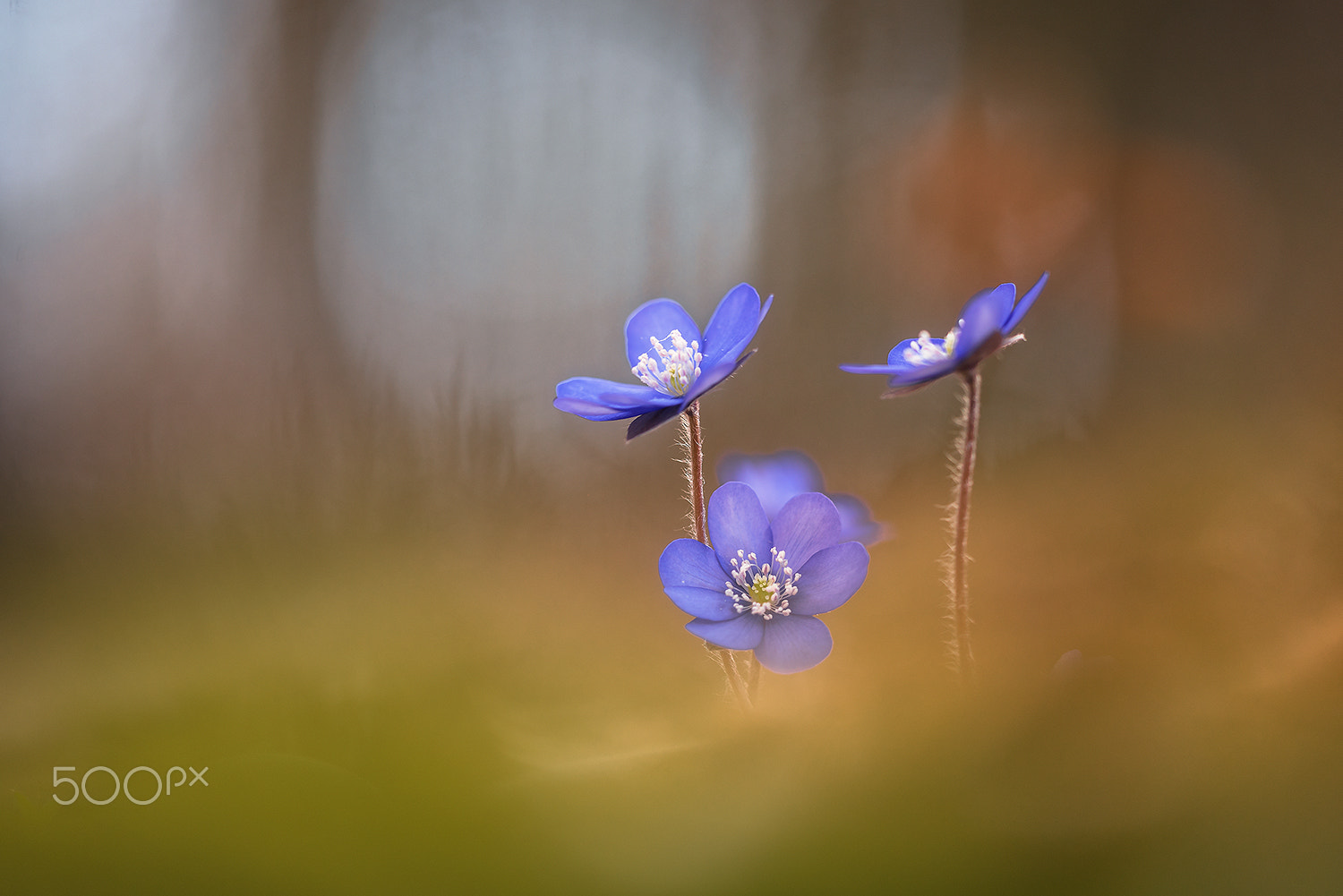 Nikon D750 sample photo. Magic of spring  (anemone hepatica) photography